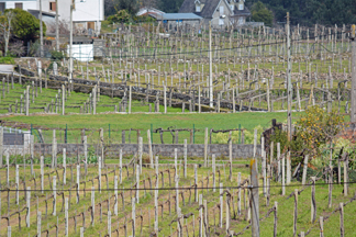 Quintas de Melgaço