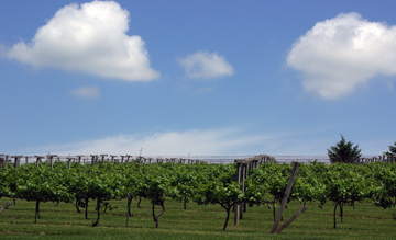 Wisconsin vineyards